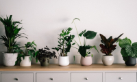Jak stworzyć idealne środowisko dla roślin w swoim domu?