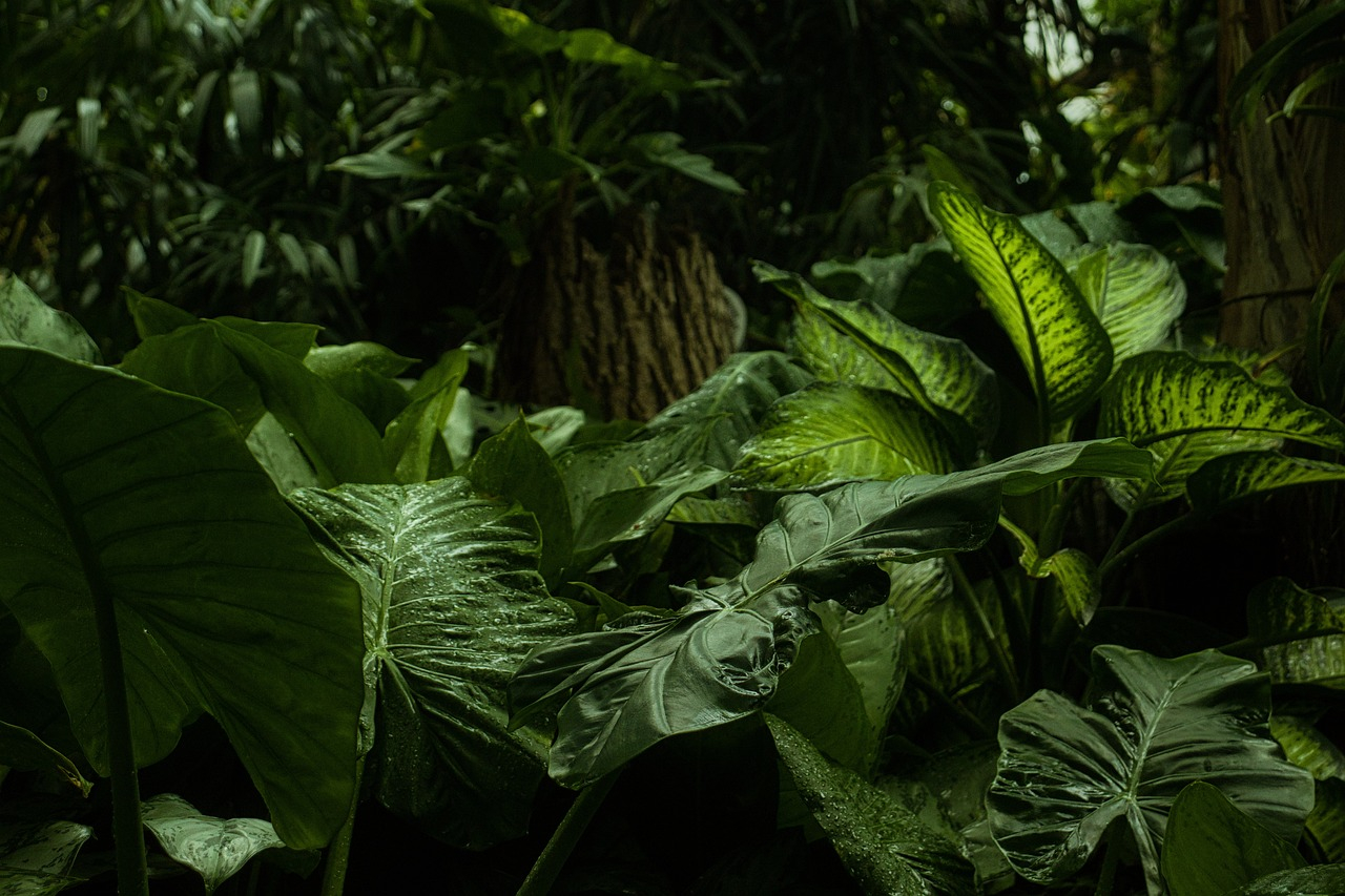 forêts tropicales