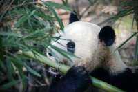 Verkleidung von Hunden als Pandas im Zoo von Taizhou