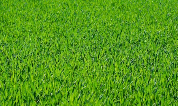 trawnik z rolki