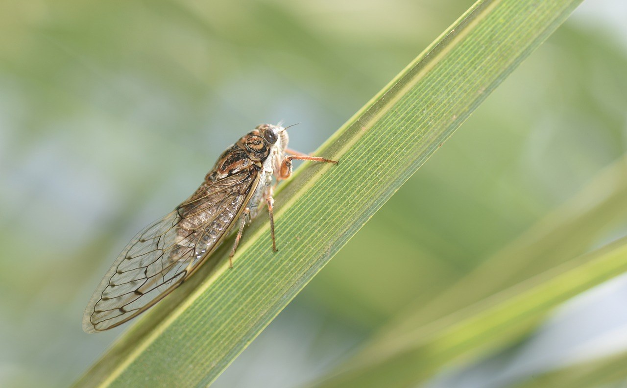 Flatternde Zikaden - die phänomenale Rückkehr der Insekten nach vielen Jahren